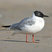 Bonaparte's Gull